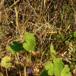 Photographie n°18153 du taxon Geranium rotundifolium L.