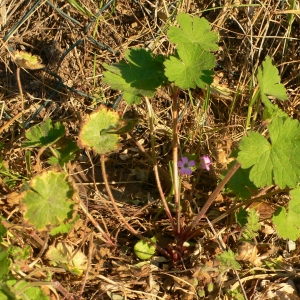 Photographie n°18154 du taxon Geranium rotundifolium L.