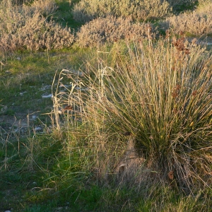 Photographie n°18157 du taxon Juncus acutus L. [1753]