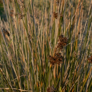 Photographie n°18159 du taxon Juncus acutus L. [1753]