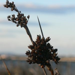 Photographie n°18160 du taxon Juncus acutus L. [1753]