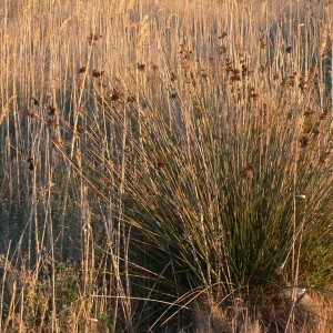 Photographie n°18165 du taxon Juncus acutus L. [1753]