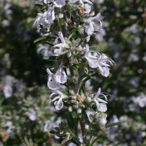 Photographie n°18181 du taxon Rosmarinus officinalis L. [1753]