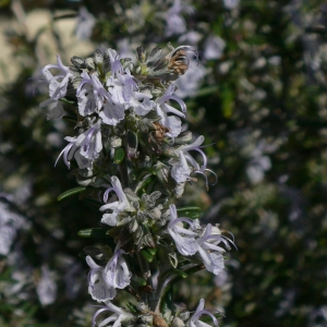 Photographie n°18182 du taxon Rosmarinus officinalis L. [1753]