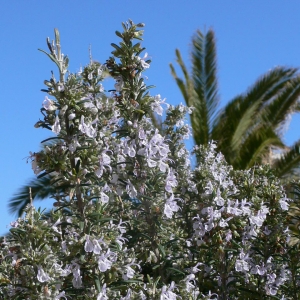 Photographie n°18208 du taxon Rosmarinus officinalis L. [1753]