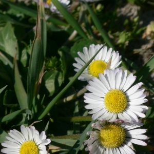 Photographie n°18215 du taxon Bellis perennis L. [1753]