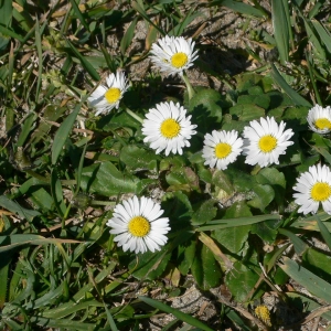 Photographie n°18217 du taxon Bellis perennis L. [1753]