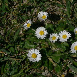 Photographie n°18218 du taxon Bellis perennis L. [1753]