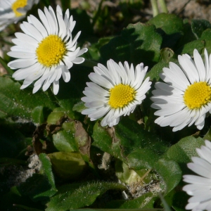 Photographie n°18221 du taxon Bellis perennis L. [1753]