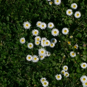 Photographie n°18226 du taxon Bellis perennis L. [1753]