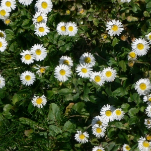 Photographie n°18229 du taxon Bellis perennis L. [1753]