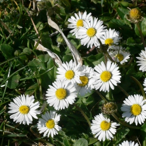 Photographie n°18232 du taxon Bellis perennis L. [1753]