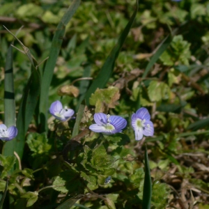 Photographie n°18237 du taxon Veronica persica Poir. [1808]