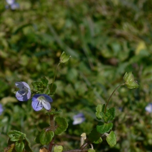 Photographie n°18238 du taxon Veronica persica Poir. [1808]