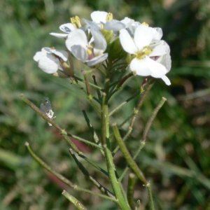 Photographie n°18247 du taxon Diplotaxis erucoides (L.) DC.