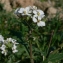  Pierre Bonnet - Diplotaxis erucoides (L.) DC.