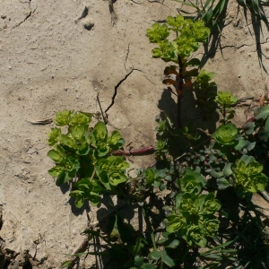 Photographie n°18261 du taxon Euphorbia helioscopia L.