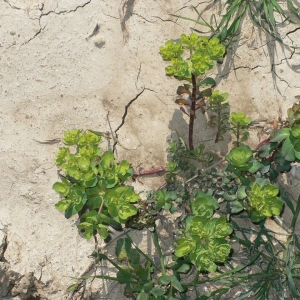 Photographie n°18262 du taxon Euphorbia helioscopia L.
