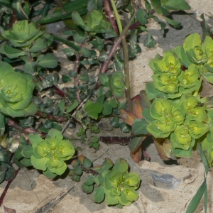 Photographie n°18264 du taxon Euphorbia helioscopia L.