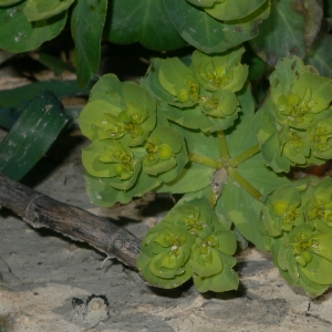 Photographie n°18266 du taxon Euphorbia helioscopia L.