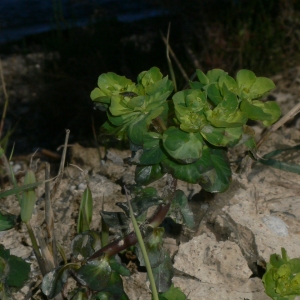Photographie n°18267 du taxon Euphorbia helioscopia L.