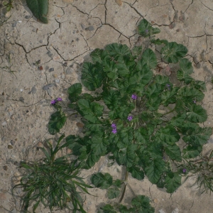 Photographie n°18269 du taxon Erodium malacoides (L.) L'Hér.