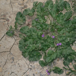 Photographie n°18270 du taxon Erodium malacoides (L.) L'Hér.