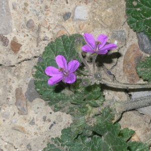 Photographie n°18271 du taxon Erodium malacoides (L.) L'Hér.