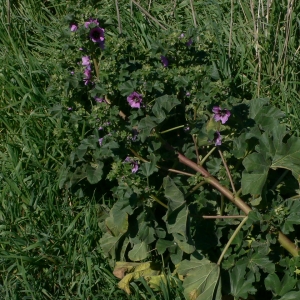 Photographie n°18276 du taxon Lavatera arborea L. [1753]