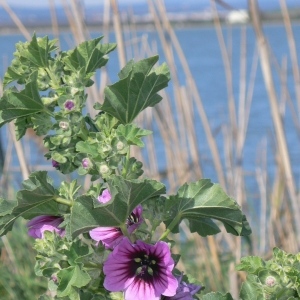 Photographie n°18278 du taxon Lavatera arborea L. [1753]