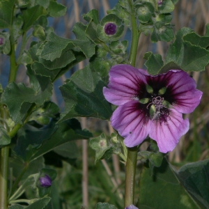 Photographie n°18280 du taxon Lavatera arborea L. [1753]