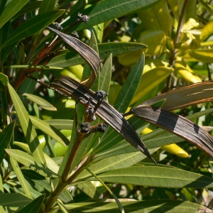 Photographie n°18308 du taxon Nerium oleander L. [1753]