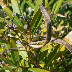 Photographie n°18310 du taxon Nerium oleander L. [1753]