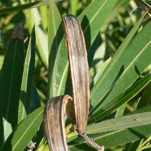 Photographie n°18312 du taxon Nerium oleander L. [1753]