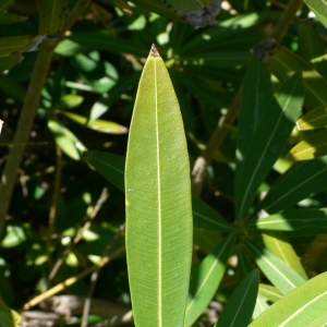 Photographie n°18317 du taxon Nerium oleander L. [1753]