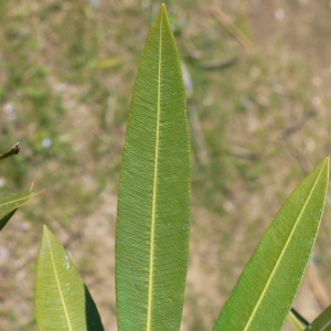 Photographie n°18319 du taxon Nerium oleander L. [1753]