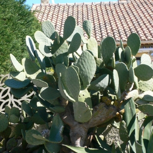 Photographie n°18320 du taxon Opuntia ficus-indica (L.) Mill. [1768]