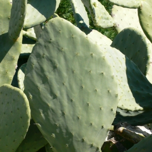 Photographie n°18322 du taxon Opuntia ficus-indica (L.) Mill. [1768]