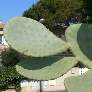 Photographie n°18323 du taxon Opuntia ficus-indica (L.) Mill. [1768]