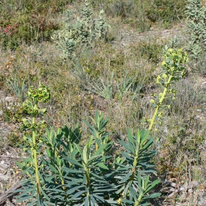 Photographie n°18364 du taxon Euphorbia characias L.