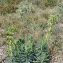  Pierre Bonnet - Euphorbia characias L.