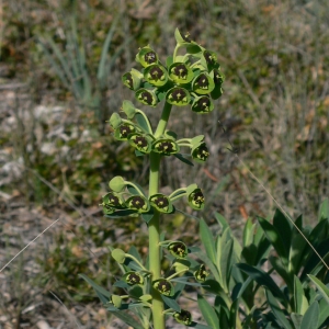 Photographie n°18365 du taxon Euphorbia characias L.