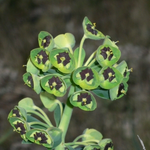 Photographie n°18367 du taxon Euphorbia characias L.