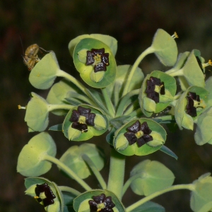 Photographie n°18368 du taxon Euphorbia characias L.