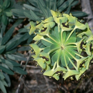 Photographie n°18370 du taxon Euphorbia characias L.