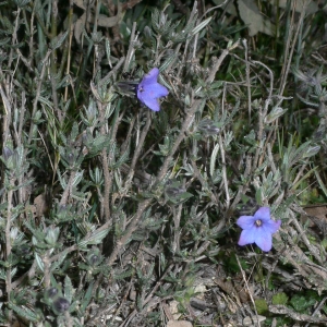 Photographie n°18379 du taxon Lithodora fruticosa (L.) Griseb. [1844]