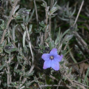 Photographie n°18380 du taxon Lithodora fruticosa (L.) Griseb. [1844]