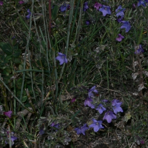 Photographie n°18384 du taxon Lithodora fruticosa (L.) Griseb. [1844]