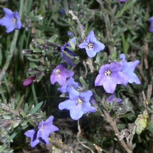 Photographie n°18386 du taxon Lithodora fruticosa (L.) Griseb. [1844]