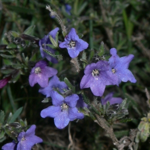 Photographie n°18388 du taxon Lithodora fruticosa (L.) Griseb. [1844]